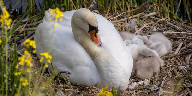 Springtime swan chicks